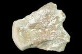 Fossil Mosasaur (Platecarpus) Vertebra - Kansas #136663-1